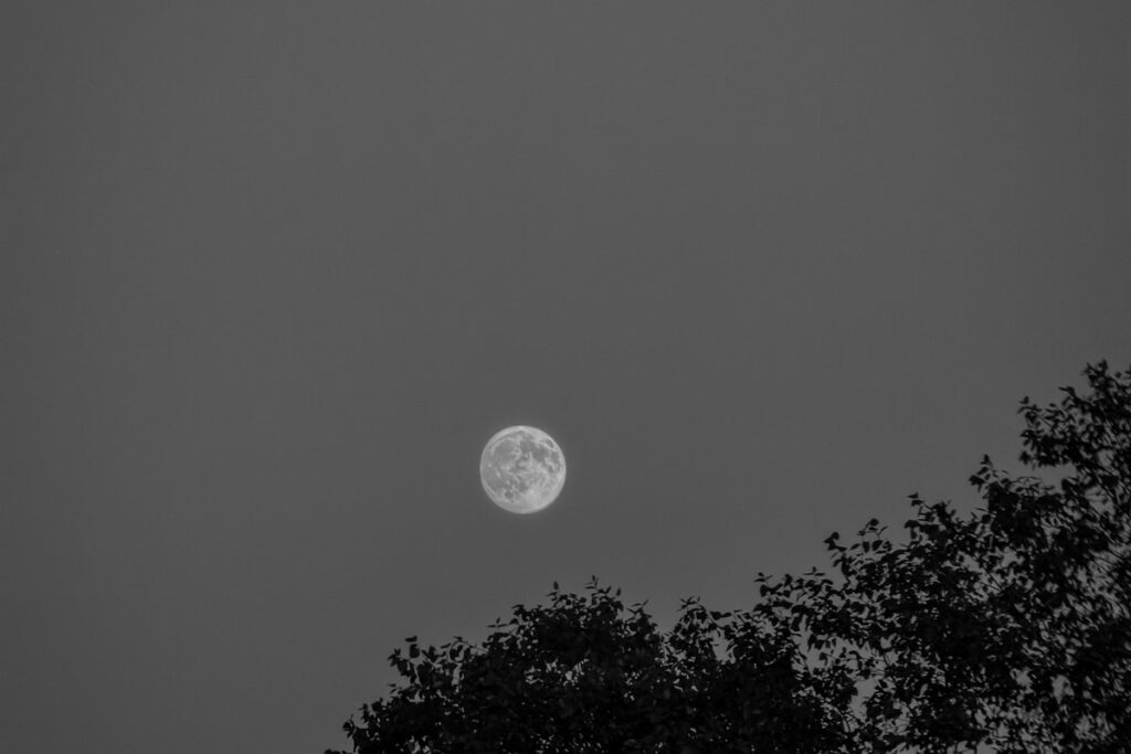Vollmond am Abendhimmel über dunklen Baumkronen